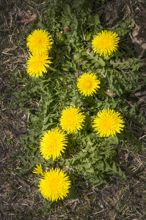 春爛漫 黒川温泉公式サイト｜熊本・阿蘇の温泉地