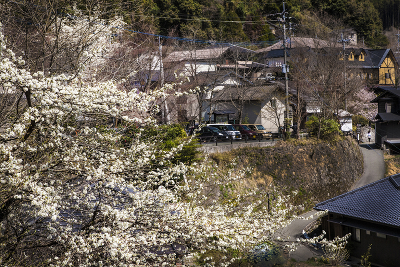 山菜の季節の画像