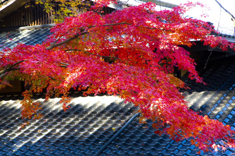 紅葉が見頃です。